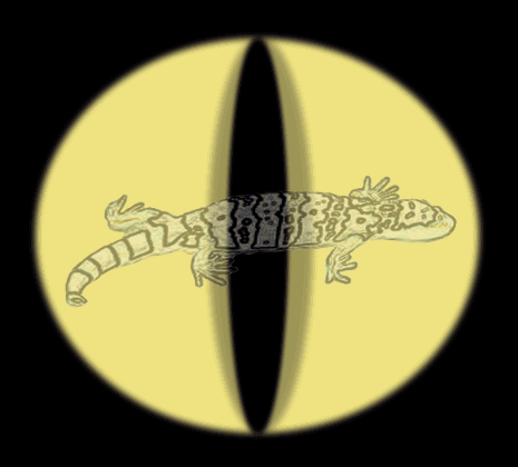 lizard