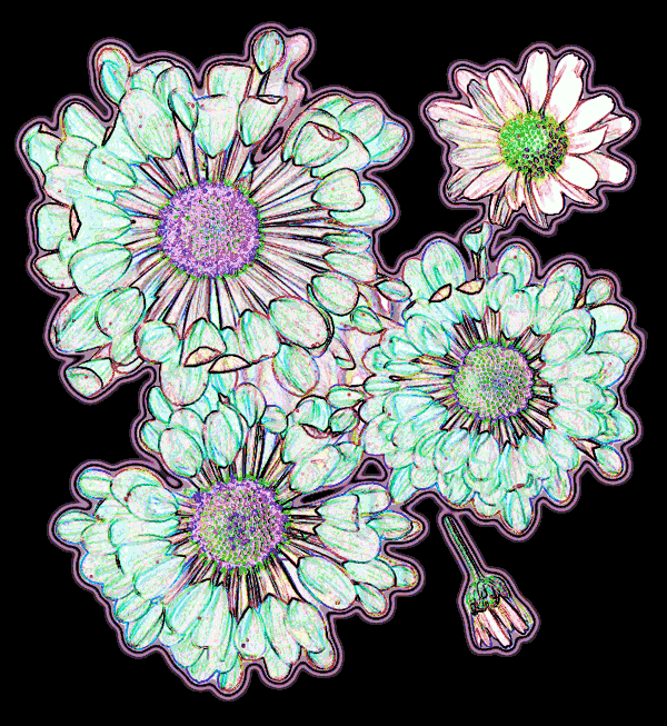rainbow flowers