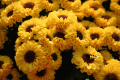 Button Mums