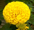 Marigold