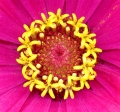 Zinnia